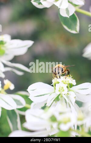 Piccola ape seduta su un fiore bianco Foto Stock