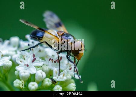 Pellucid Hoverfly, Pellucid Fly (Volucella pellucens), si trova su un infiorescenza, Germania, Baviera Foto Stock