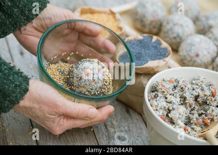 do-it-yourself palle di grasso di uccello, grasso-ricco palla di cibo che panning in semi di papavero, semi di miglio Foto Stock