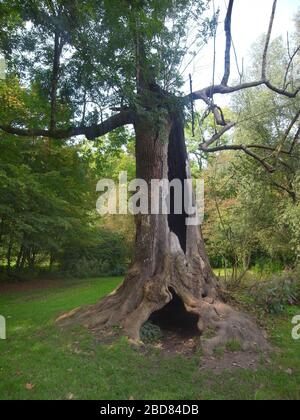 Cenere comune, cenere europea (Fraxinus excelsior), vecchio albero con tronco cavo, Germania Foto Stock