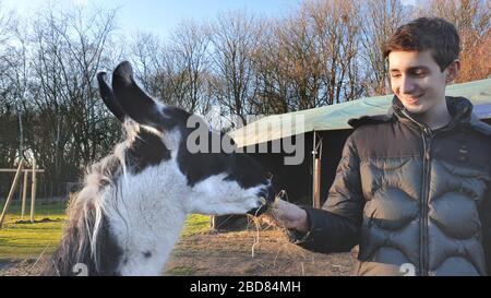 lama (lama glama), ragazzo che alimenta un lama, Germania Foto Stock