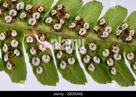 Fern maschio, fern Worm (Dryopteris filix-mas), lato inferiore del fronte con sori, Germania, Baviera Foto Stock