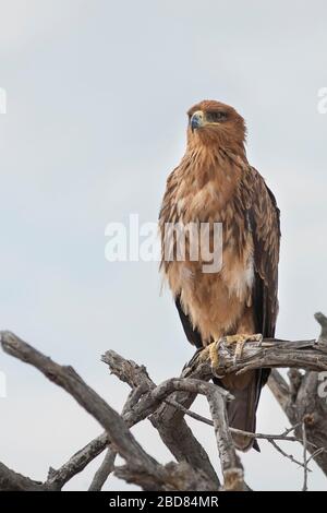 Aquila bruna (Aquila rapace), arroccata in un albero morto, la Namibia Foto Stock
