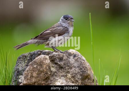 blackcap (Sylvia atricapilla), maschio si trova su una pietra, Germania, Baviera Foto Stock