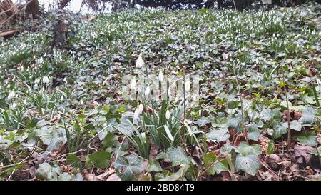 Comune nevicata (Galanthus nivalis), fioritura tra edera, Germania, Nord Reno-Westfalia Foto Stock