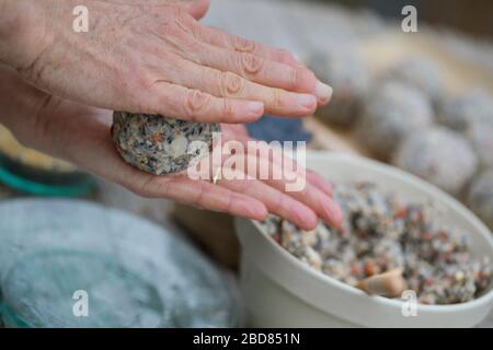 do-it-yourself palle grasse dell'uccello, punto due: forma il cibo grasso-ricco ad una sfera Foto Stock