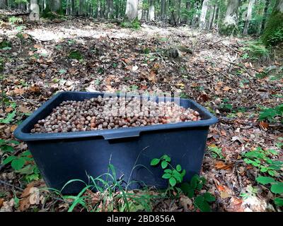 Quercia rossa del nord (Quercus rubra), acorni raccolti per la propagazione del seme in una vasca di plastica in una foresta, Germania Foto Stock