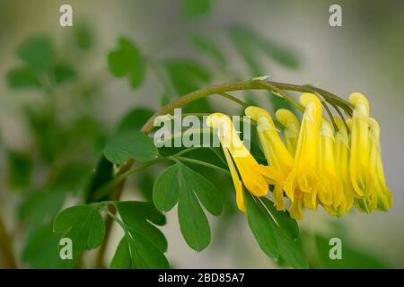 corydalis giallo (Pseudofumaria lutea, Corydalis lutea), fiori, Germania, Baviera Foto Stock