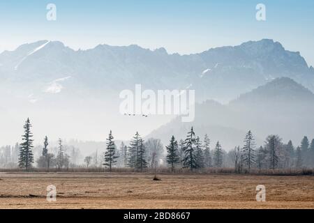 Brughiera di fronte alle montagne di Wetterstein con Zugspitze e Alpspitze, Germania, Baviera, Regione Wettersteingebirge Foto Stock