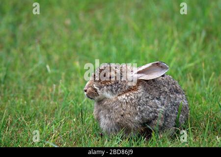 Coniglio europeo (Oryctolagus cuniculus), con mixomatosi, Germania Foto Stock