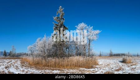 boschetto con brina, Murnauer Moos in inverno, Germania, Baviera, murnauer Moos Oberbayern Alpenvorland Foto Stock