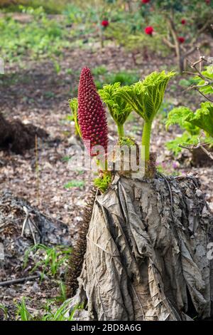 Gunnera tintoria, il rabarbaro gigante o rabaro cileno, nativo del Cile meridionale e Argentina, nel RHS Garden, Wisley, Surrey in primavera Foto Stock
