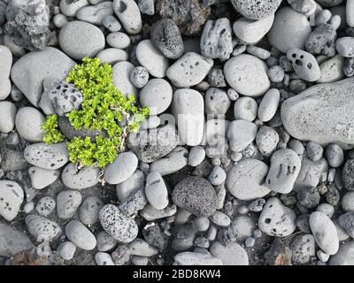 Pianta verde su ciottoli arrotondati su una spiaggia in Islanda Foto Stock