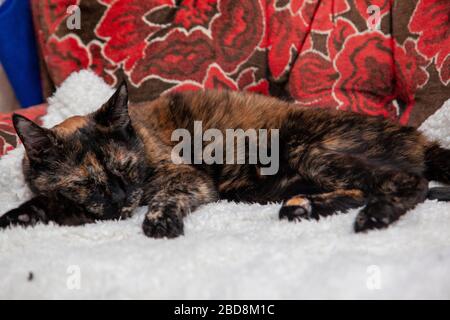 un gatto marrone e arancione ti glassa dalla sua comoda sedia Foto Stock