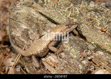 Lucertola recinzione orientale su un tronco coperto di licheni - Sceloporus undulatus Foto Stock