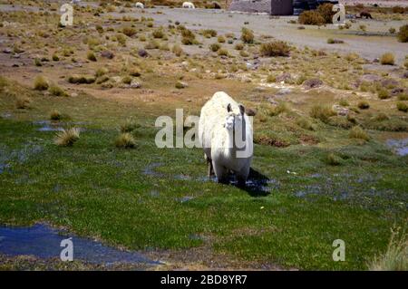 Llama si rinfresca nella fertile pianura di Santa Rosa de los Pastos Grandes, Salta, Argentina Foto Stock