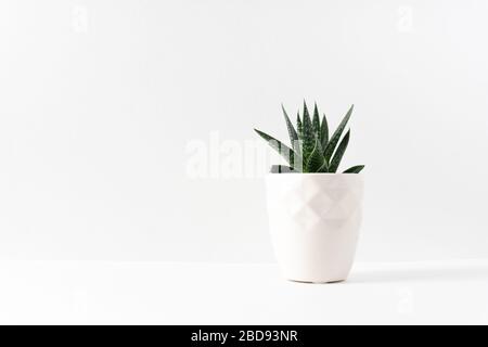 Pianta verde succulenta in un vaso bianco sul lato destro di un tavolo bianco con spazio di copia; vista orizzontale Foto Stock