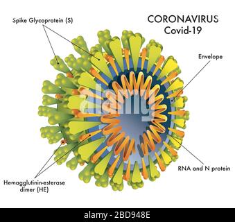 Illustrazione medica della struttura del coronavirus (covid-19) Illustrazione Vettoriale