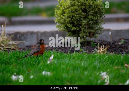 Un Robin americano su un prato verde con petali rosa di fiori di ciliegio Foto Stock