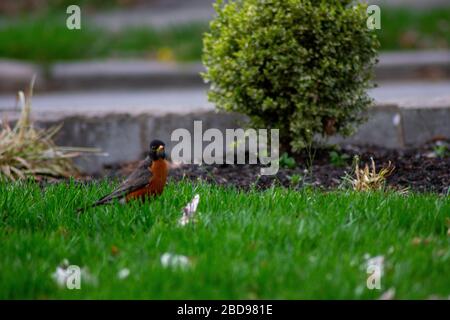 Un Robin americano su un prato verde con petali rosa di fiori di ciliegio Foto Stock