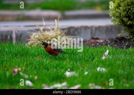 Un Robin americano su un prato verde con petali rosa di fiori di ciliegio Foto Stock