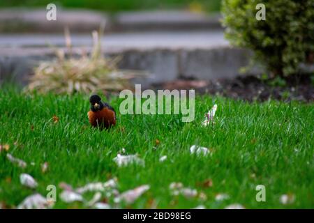 Un Robin americano su un prato verde con petali rosa di fiori di ciliegio Foto Stock