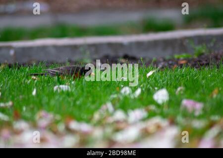 Un Robin americano su un prato verde con petali rosa di fiori di ciliegio Foto Stock