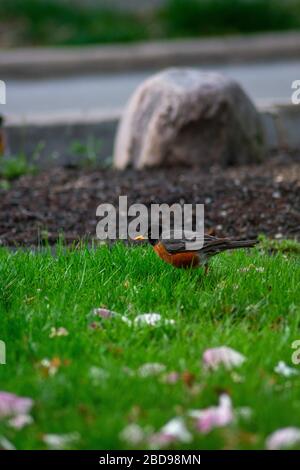 Un Robin americano su un prato verde con petali rosa di fiori di ciliegio Foto Stock