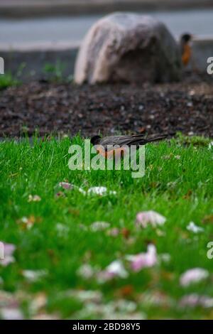 Un Robin americano su un prato verde con petali rosa di fiori di ciliegio Foto Stock