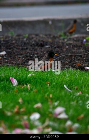 Un Robin americano su un prato verde con petali rosa di fiori di ciliegio Foto Stock