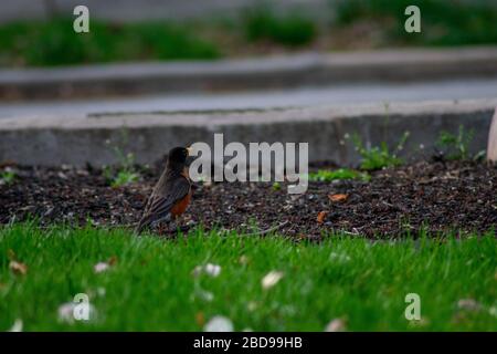 Un Robin americano su un prato verde con petali rosa di fiori di ciliegio Foto Stock