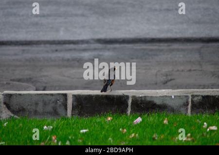 Un Robin americano in piedi su un muro di pietra su un prato anteriore Foto Stock