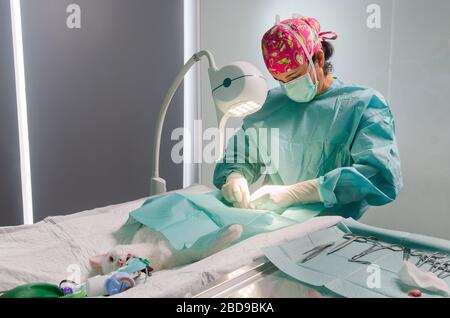 Medico veterinario che fa l'ambulatorio per neutralizzare un gatto Foto Stock