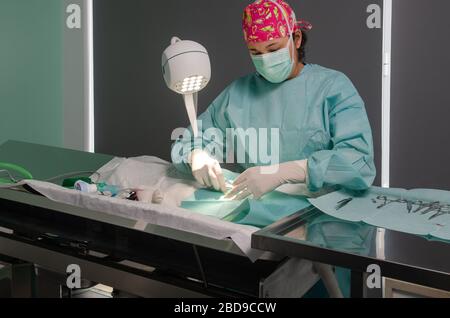 Chirurgia addominale reale su un gatto in un ambiente ospedaliero Foto Stock