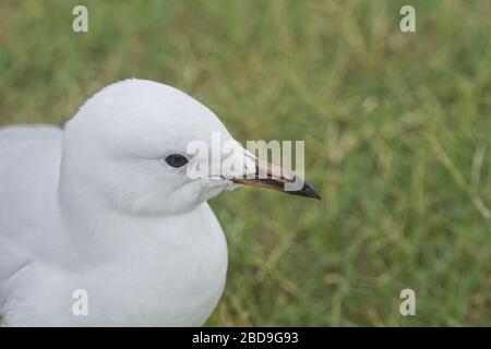 Testa di gabbiano australiano, da vicino, mostrando l'occhio e il becco distintivo. Foto Stock