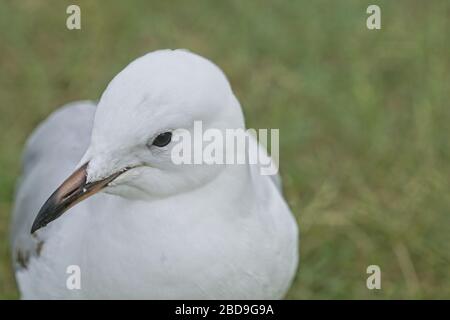 Testa di gabbiano australiano, da vicino, mostrando l'occhio e il becco distintivo. Foto Stock