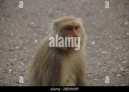 Macaque Formosan rock Taiwan Foto Stock