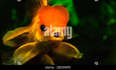 Bellissimo pesce d'oro nell'acquario Foto Stock