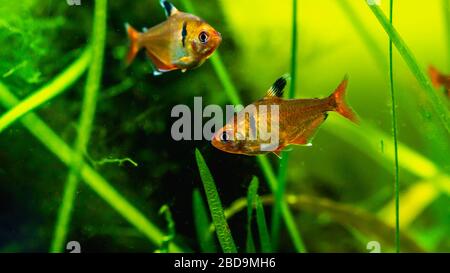 Pesce tetra a fiamma rossa in una vasca piantata Foto Stock