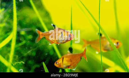 Pesce tetra a fiamma rossa in una vasca piantata Foto Stock