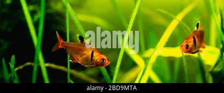 Pesce tetra a fiamma rossa in una vasca piantata Foto Stock