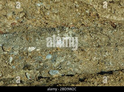 Texture di fresco marrone asciutto immagine di suolo Foto Stock