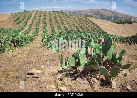 pere siciliane prickly coltivate in filari Foto Stock