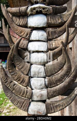Corna di bufali appesi sulla casa tradizionale tribù Toraja. Tana Toraja situato nel sud Sulawesi è uno dei punti di forza del turismo indonesiano. Il reg Foto Stock