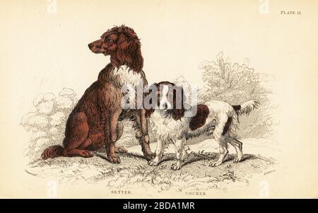 Setter e cocker spaniel, Canis lupus familiaris. Incisione in acciaio a mano di William Lizars da un disegno di James Stewart del volume di Colonel Charles Hamilton Smith on Dogs della Biblioteca Naturalista di Sir William Jardine: Mammalia, W. H. Lizars, Edimburgo, 1840. Foto Stock