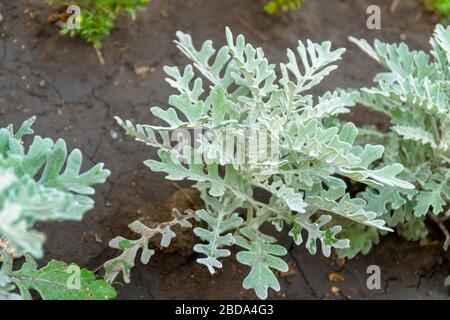 Impianto con grigio-verde foglie di velluto - senecio cineraria. Messa a fuoco selettiva Foto Stock