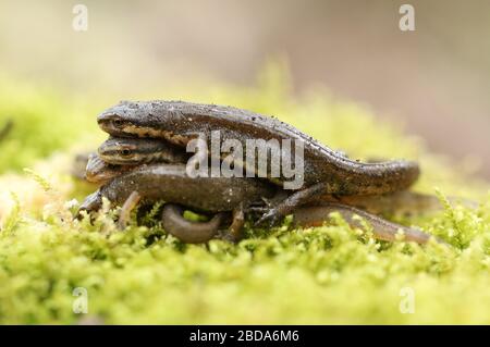 Un gruppo di comuni newt, Triturus vulgaris, noto anche come liscio Newt sulla muschio in primavera. Sono appena fuori dall'ibernazione. Foto Stock