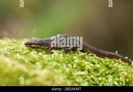 Un comune Newt, Triturus vulgaris, noto anche come liscio Newt su muschio in primavera. Foto Stock