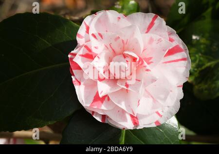 Una bella pianta fiorita Camellia che cresce in un giardino in primavera. Foto Stock