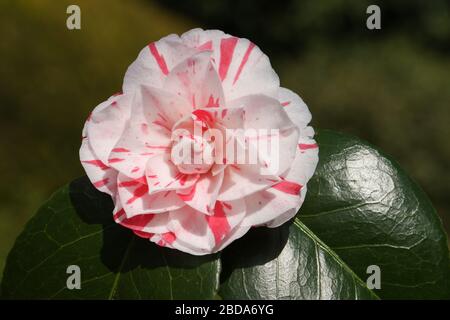 Una bella pianta fiorita Camellia che cresce in un giardino in primavera. Foto Stock